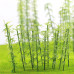 Miniature Bamboo Trees